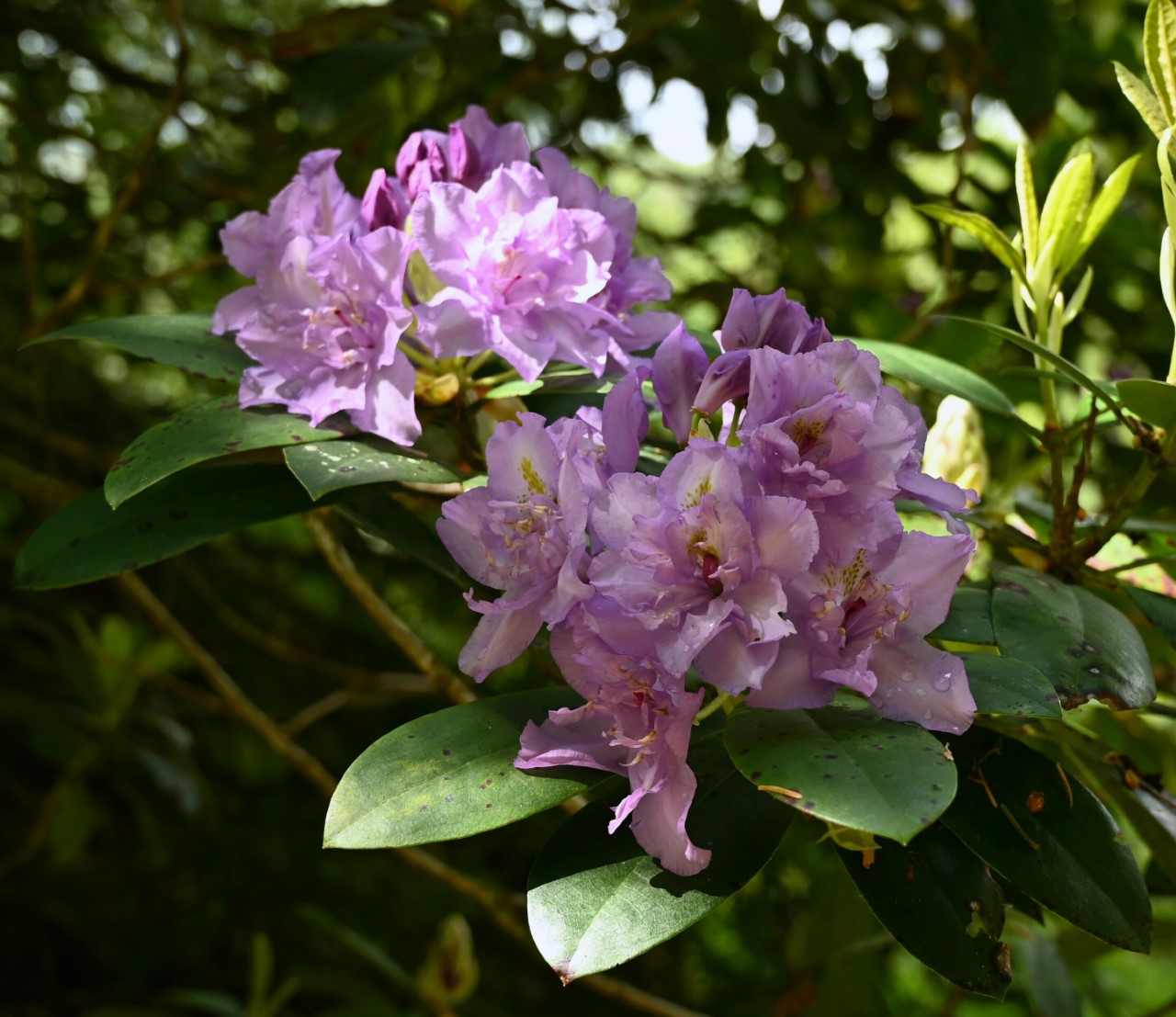 'Fastuosum Flore Pleno' AGM